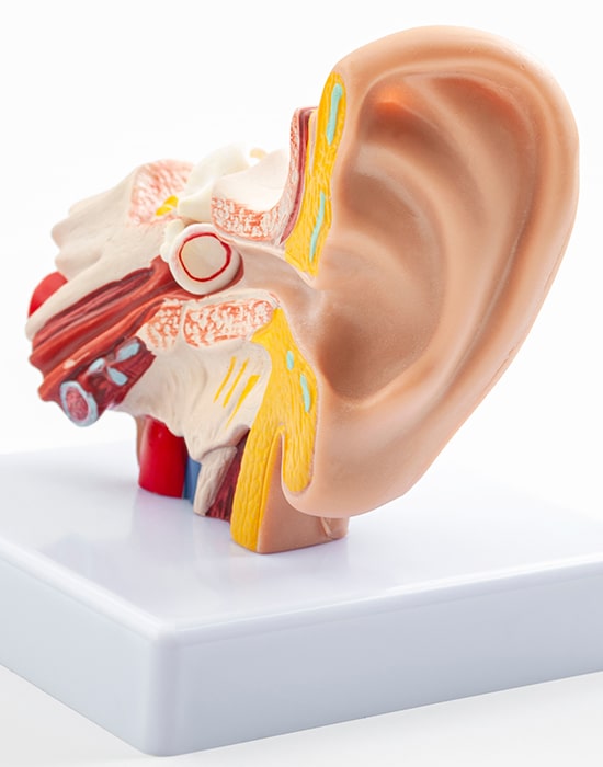 Ear Modeling